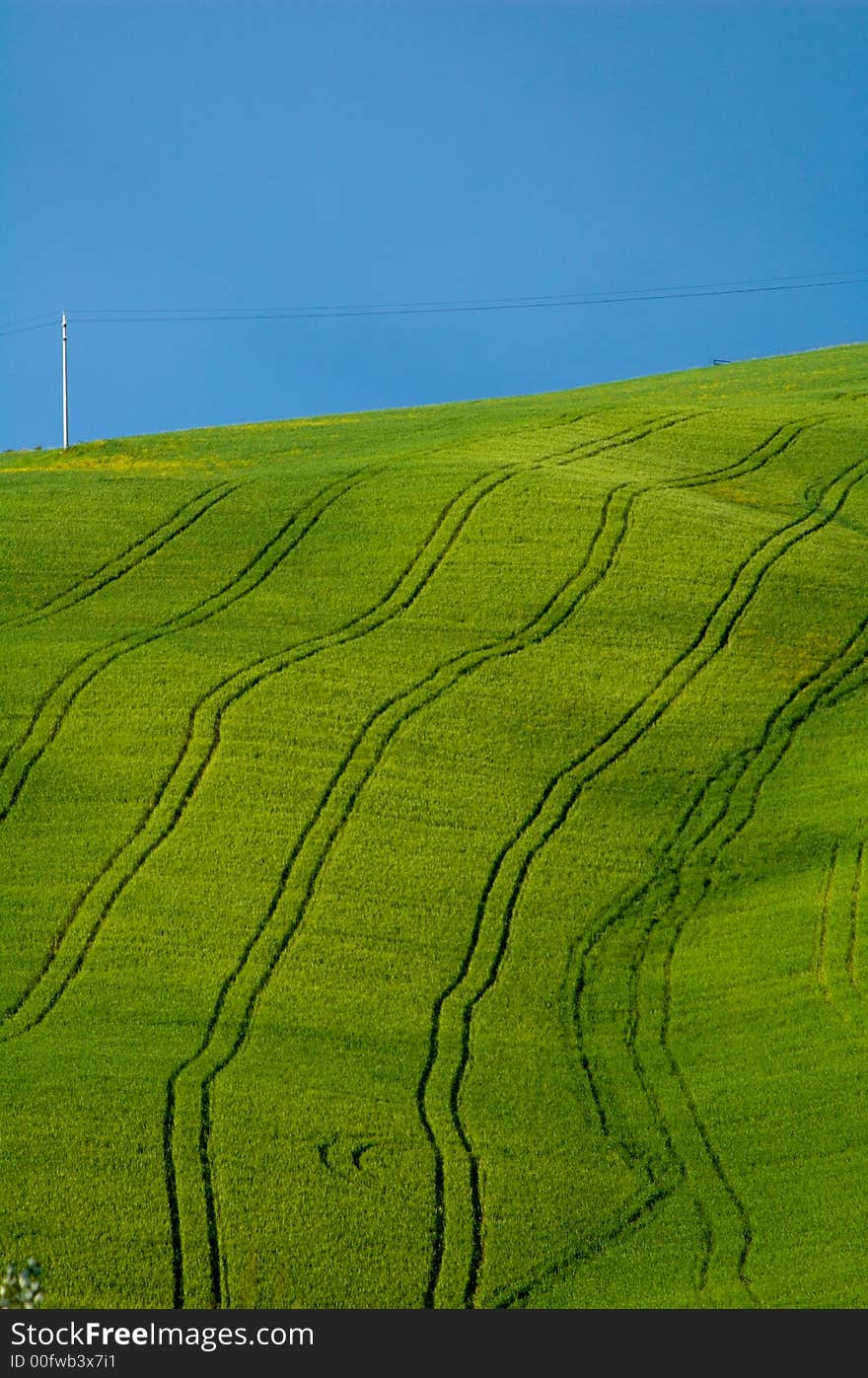 Sloping green fields of wheat lined with tractor tire tracks. Sloping green fields of wheat lined with tractor tire tracks.