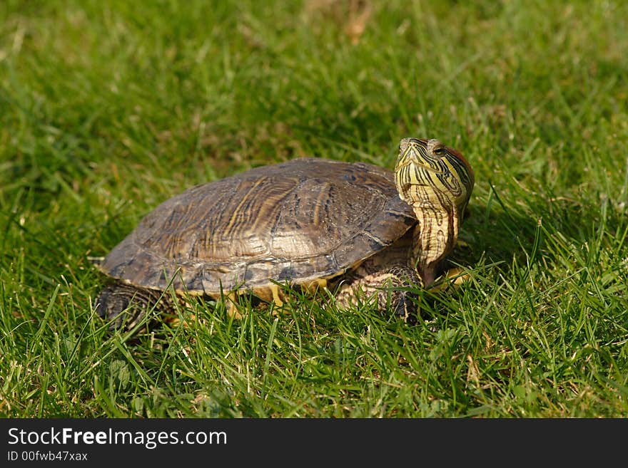 My Turtle in gras doing a warm sunbath. My Turtle in gras doing a warm sunbath