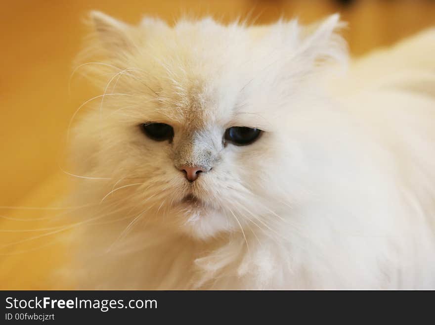 Close-up of a cute white Persian cat