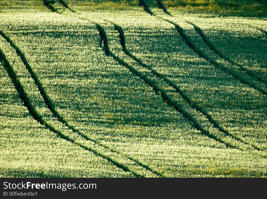 Sloping green fields of wheat lined with tractor tire tracks. Sloping green fields of wheat lined with tractor tire tracks.