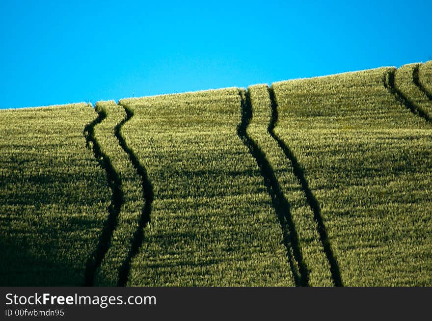 Sloping green fields of wheat lined with tractor tire tracks. Sloping green fields of wheat lined with tractor tire tracks.