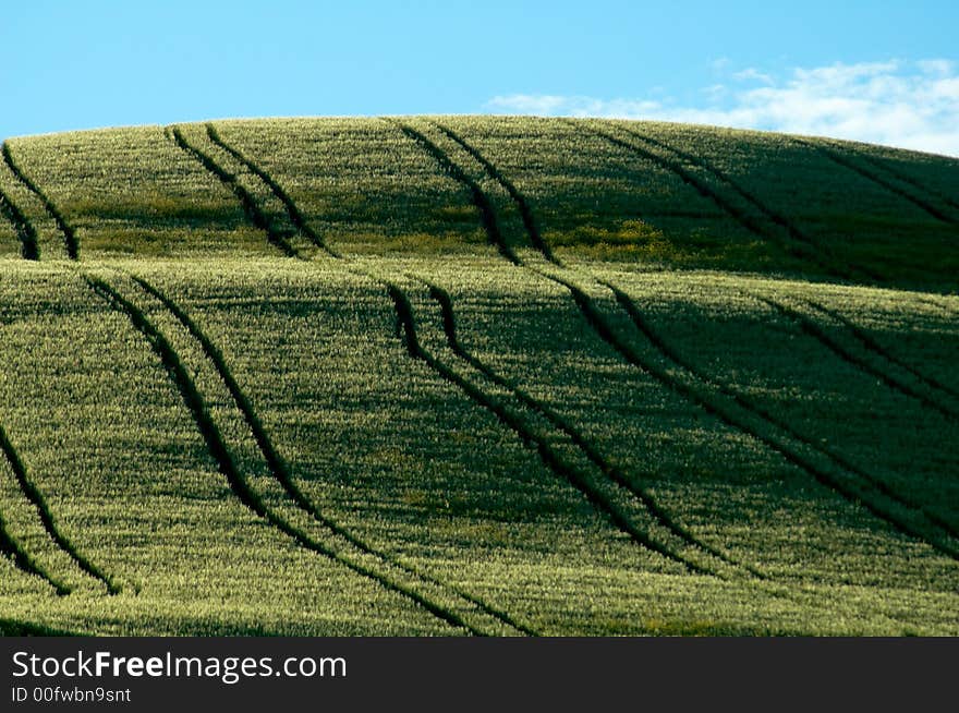 Sloping green fields of wheat lined with tractor tire tracks. Sloping green fields of wheat lined with tractor tire tracks.