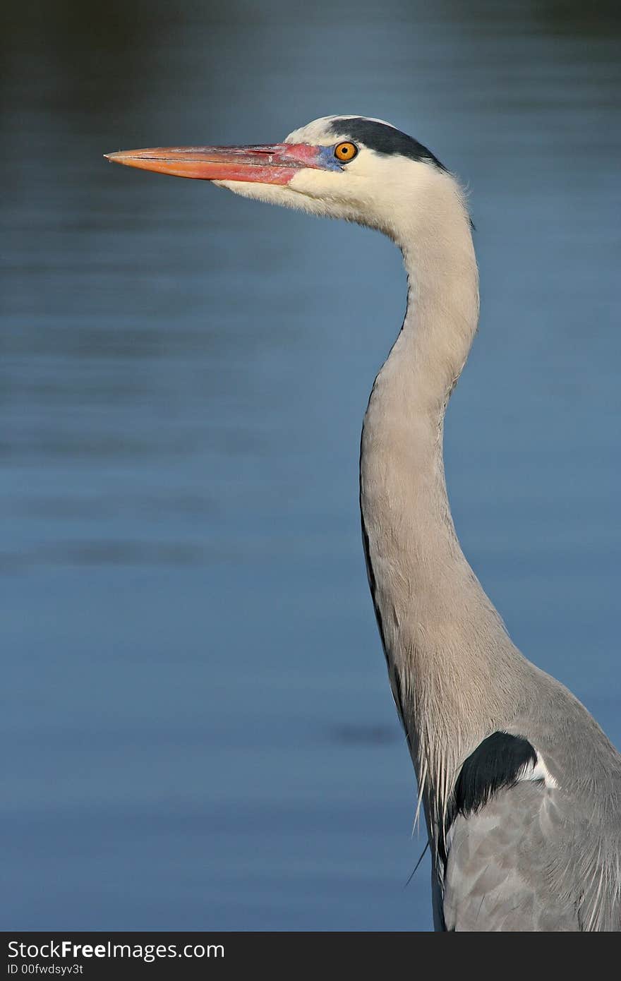 Portrait of grey heron