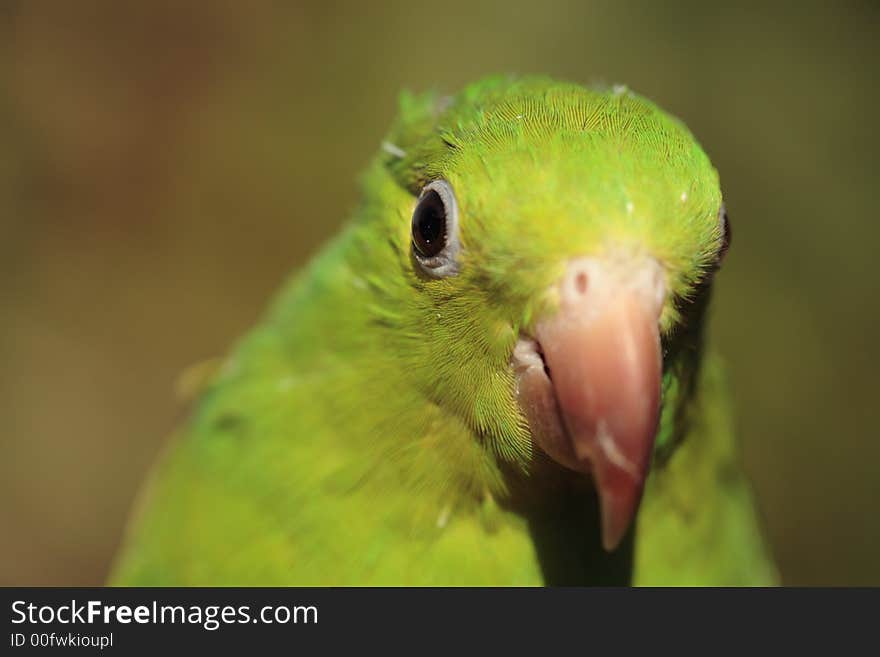 Green Parrot