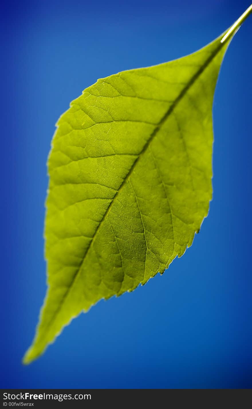 Close up shot of leaf with light shining through. Close up shot of leaf with light shining through