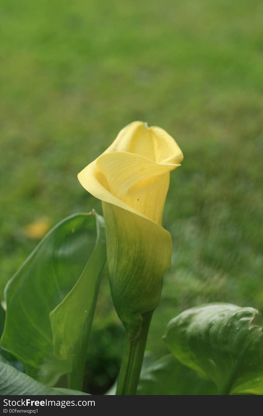 A Zantedeschia plant in bloom with a bright yellow flower