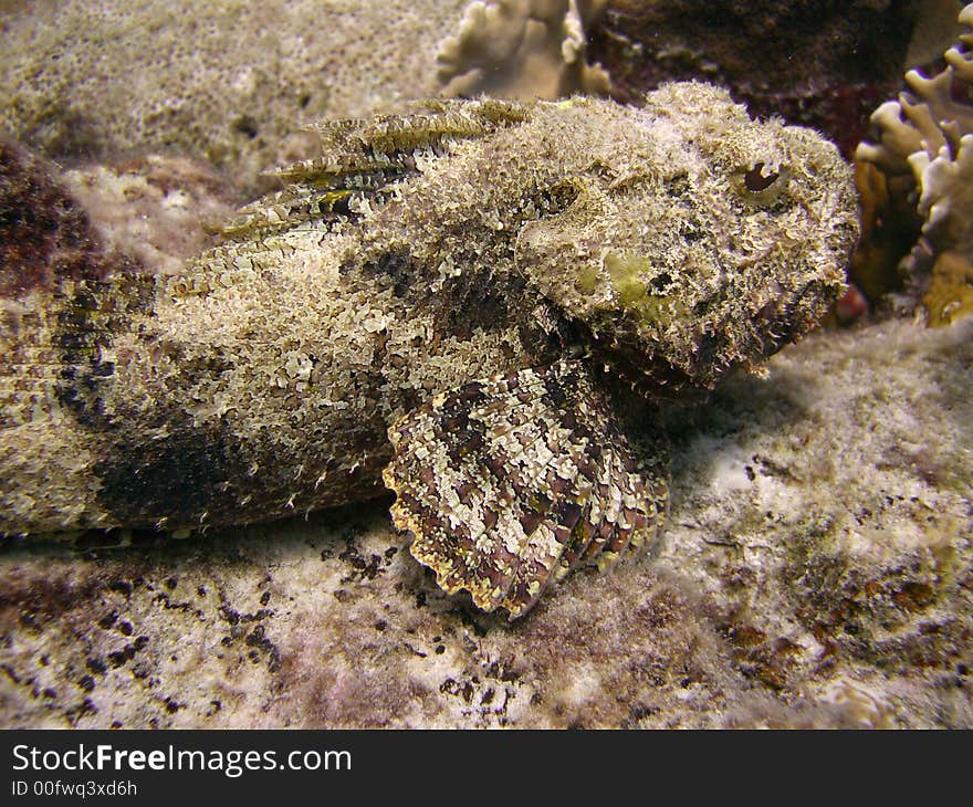 This scorpion fish has started to spead it's fins. This is where the danger is as the poison gets delivered from the tips of the fins. This scorpion fish has started to spead it's fins. This is where the danger is as the poison gets delivered from the tips of the fins.