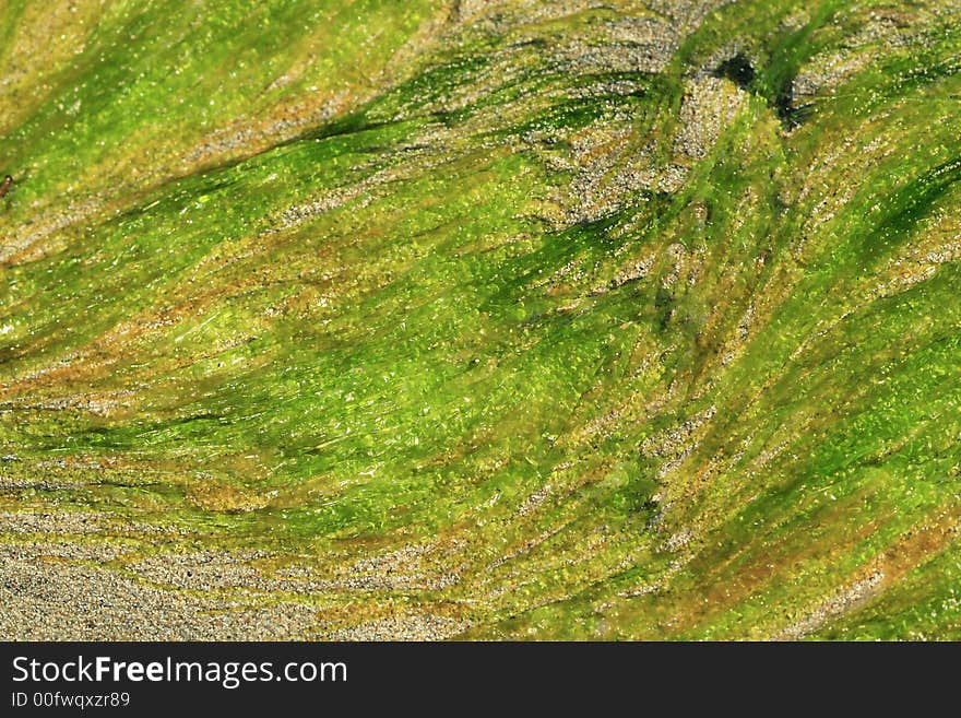 Close up of algae on sand on a tropical beach in Puerto Rico