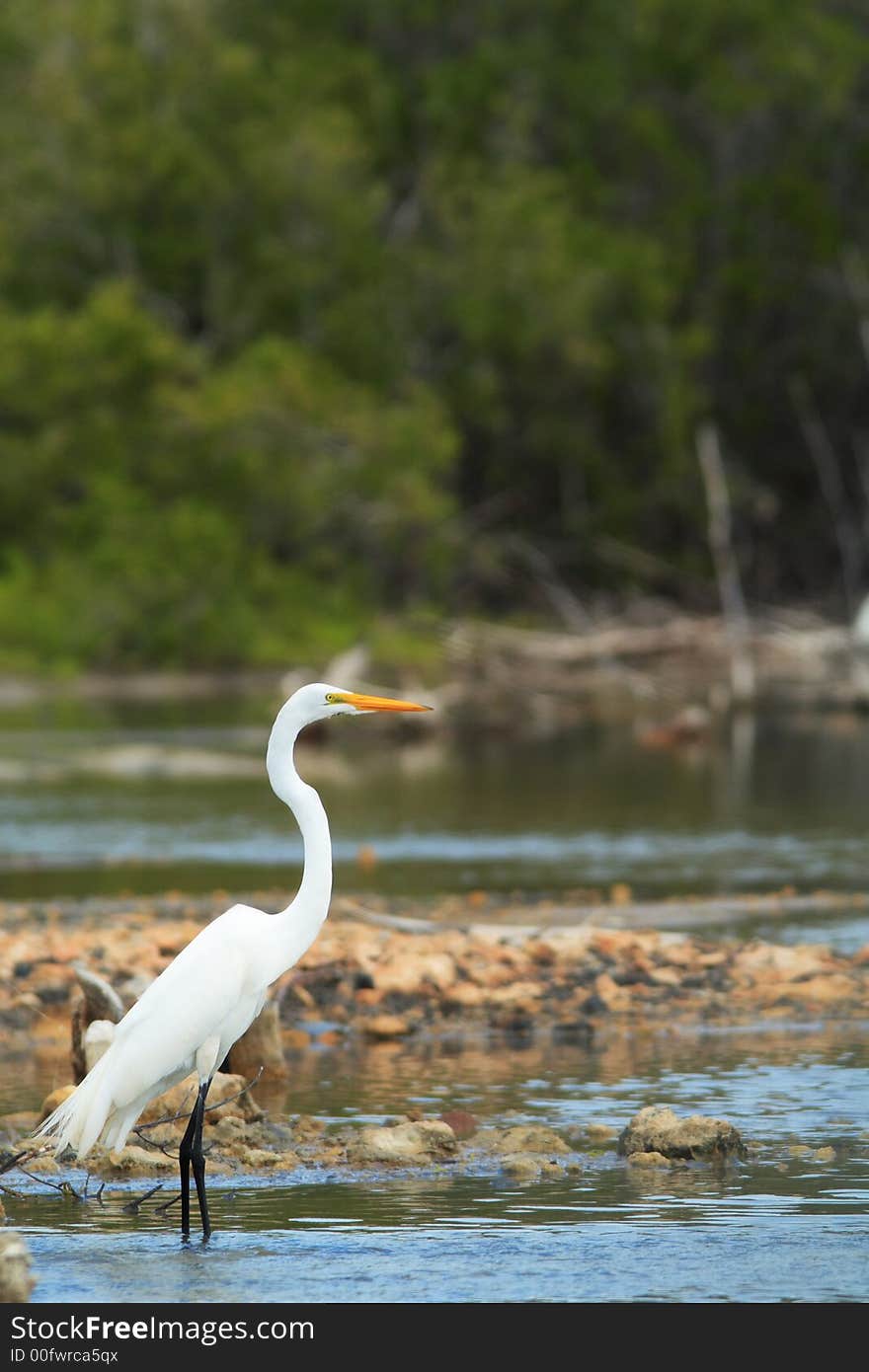 White egret standing and waiting for the food