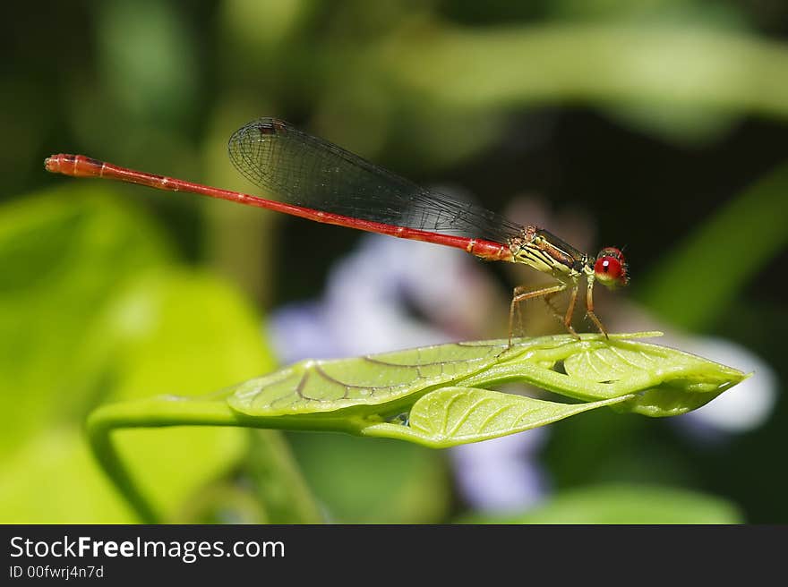 Red Damselfly receiving sun in the morning