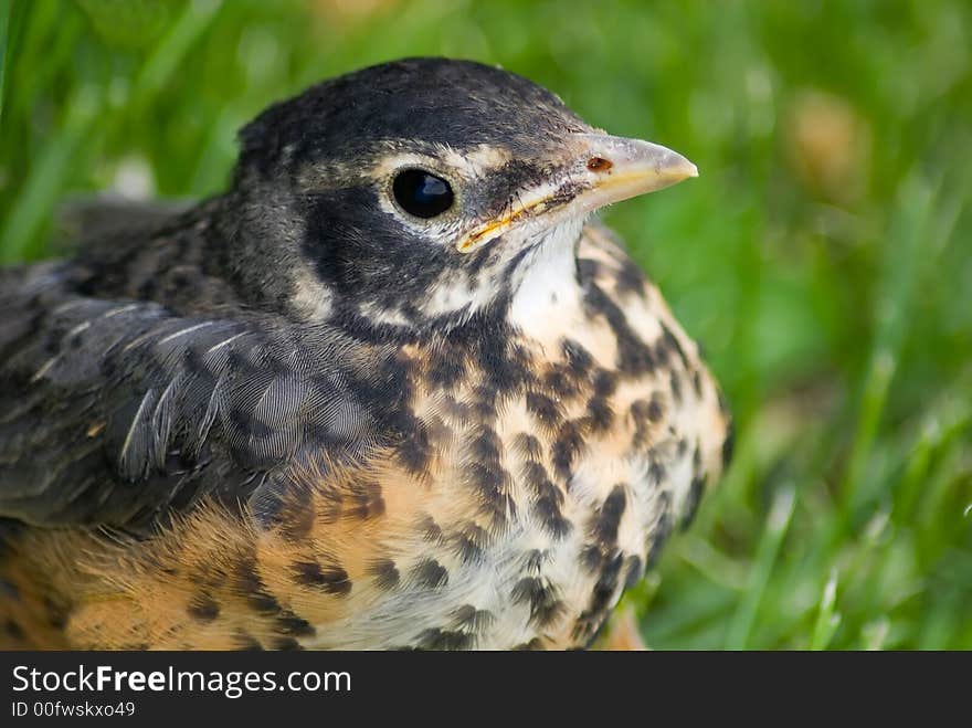 Juvenile Robin