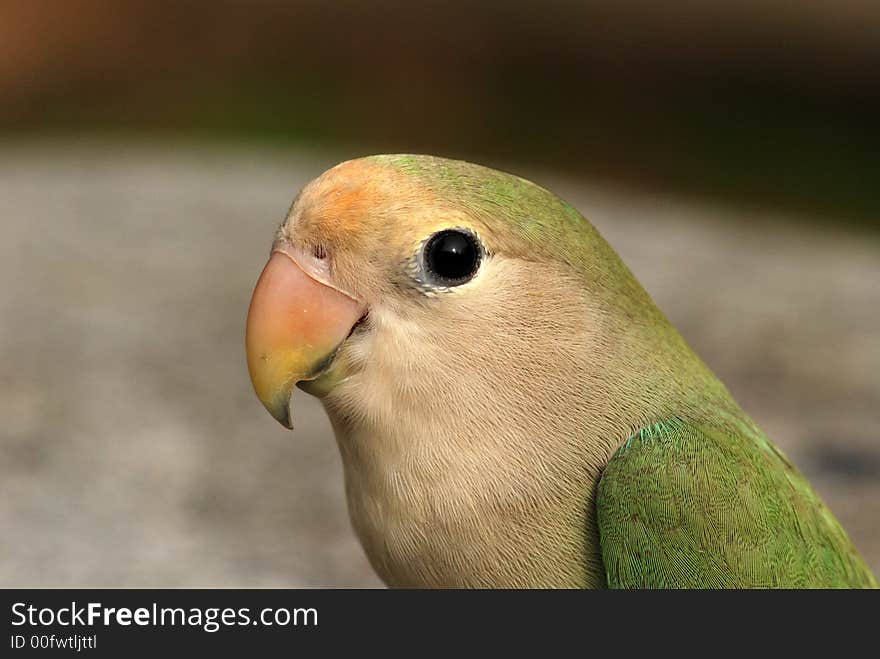 Beautiful Parrot Pet