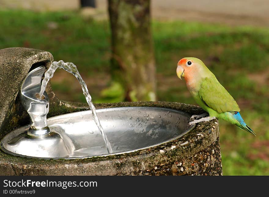 Beautiful parrot pet