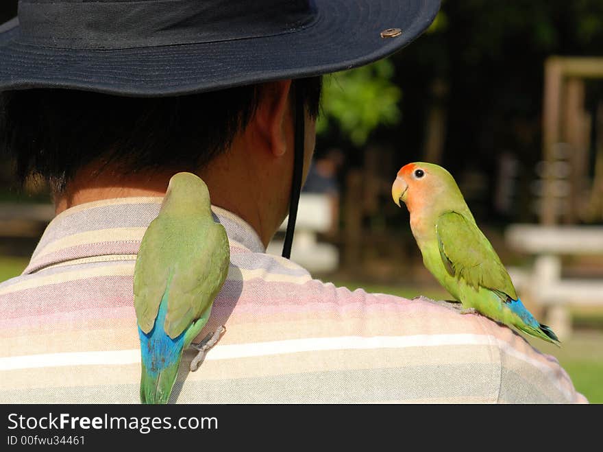 Beautiful parrot in the parks. Beautiful parrot in the parks