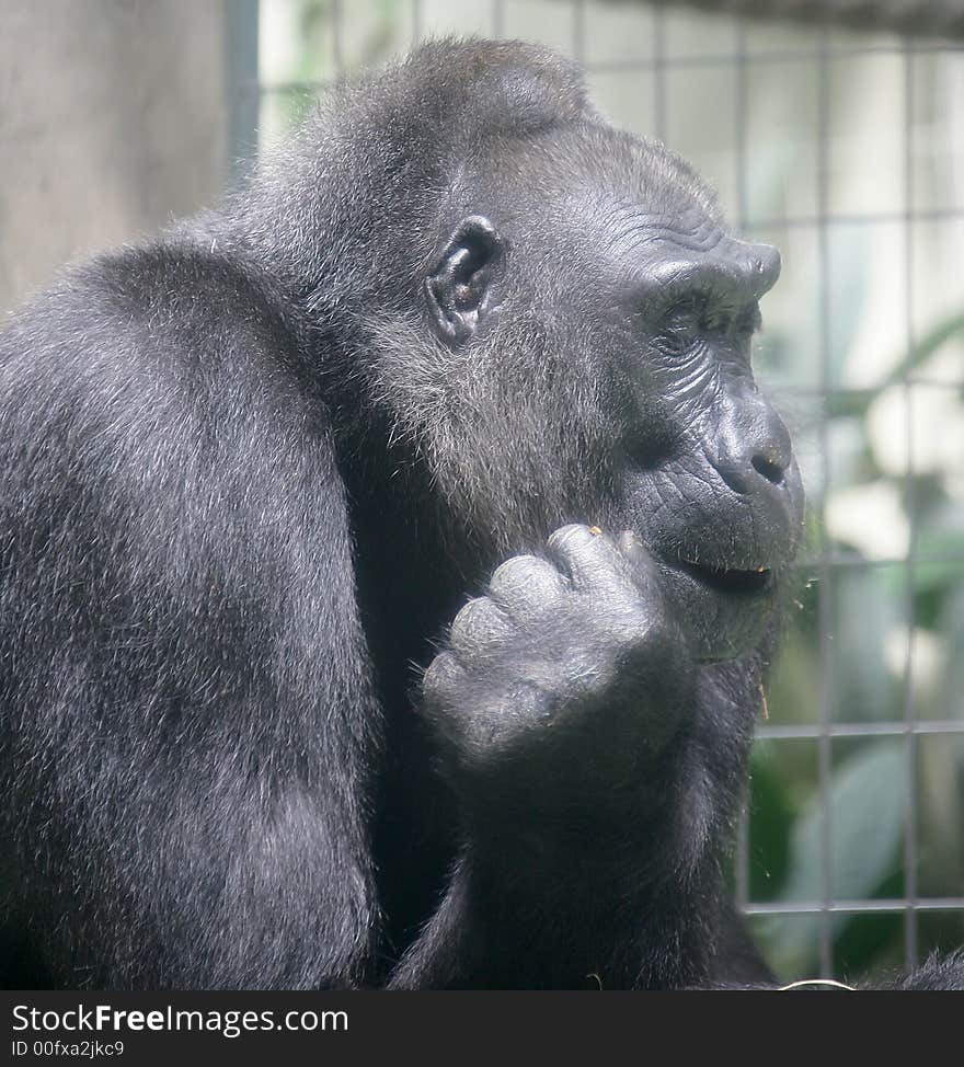 Portrait of nice gorilla male. Portrait of nice gorilla male