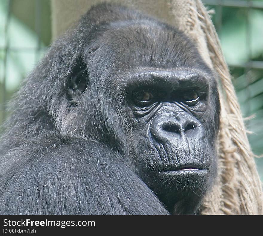 Portrait of nice gorilla male. Portrait of nice gorilla male