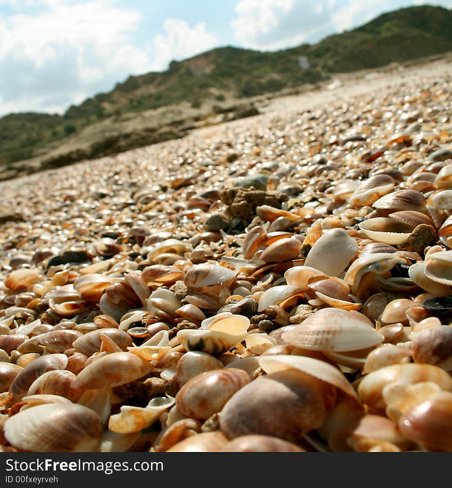 Picture of a lots of sea shells on the sea shore