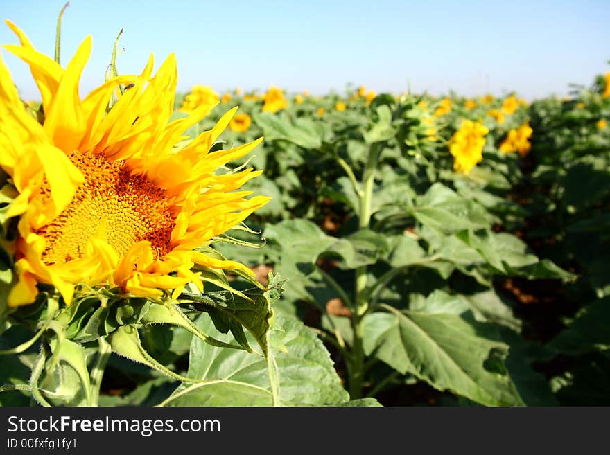 Sunflower