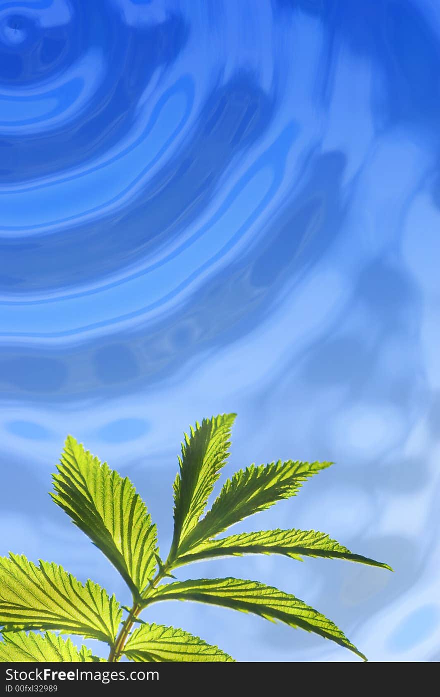 Picture of a Green leaf under water