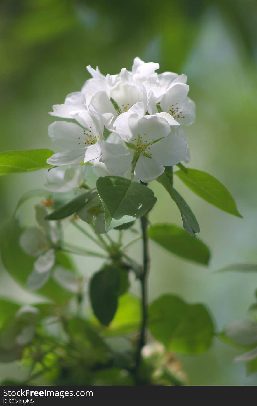 Spring flower apple-tree  (white rose). Spring flower apple-tree  (white rose)