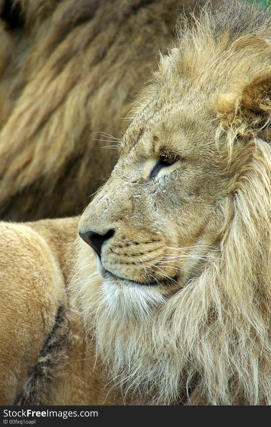 Portrait of a male Lion. Portrait of a male Lion