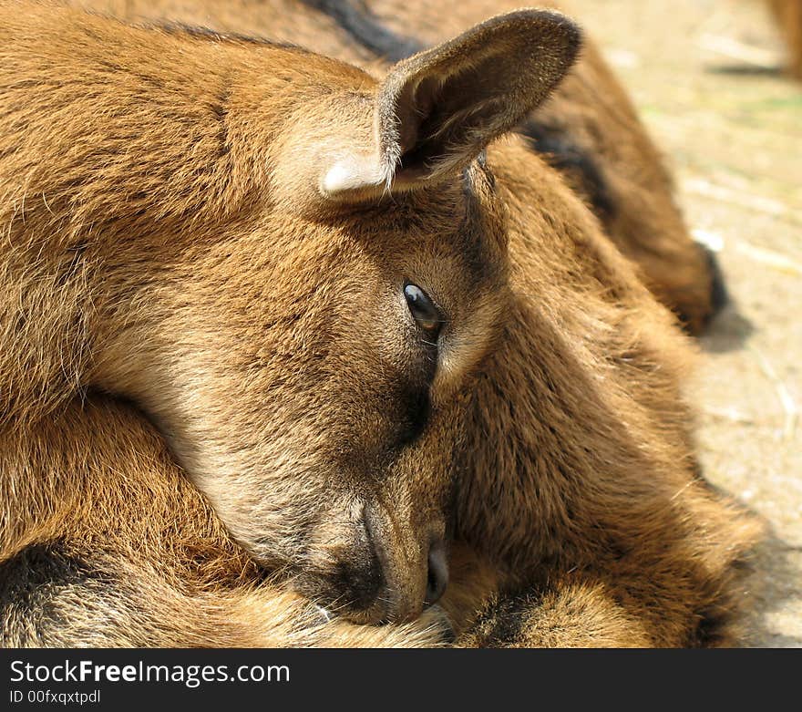 Beautiful goat kid trying to get some sleep...