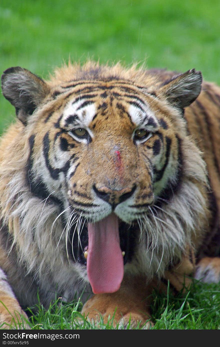 Indian Tiger