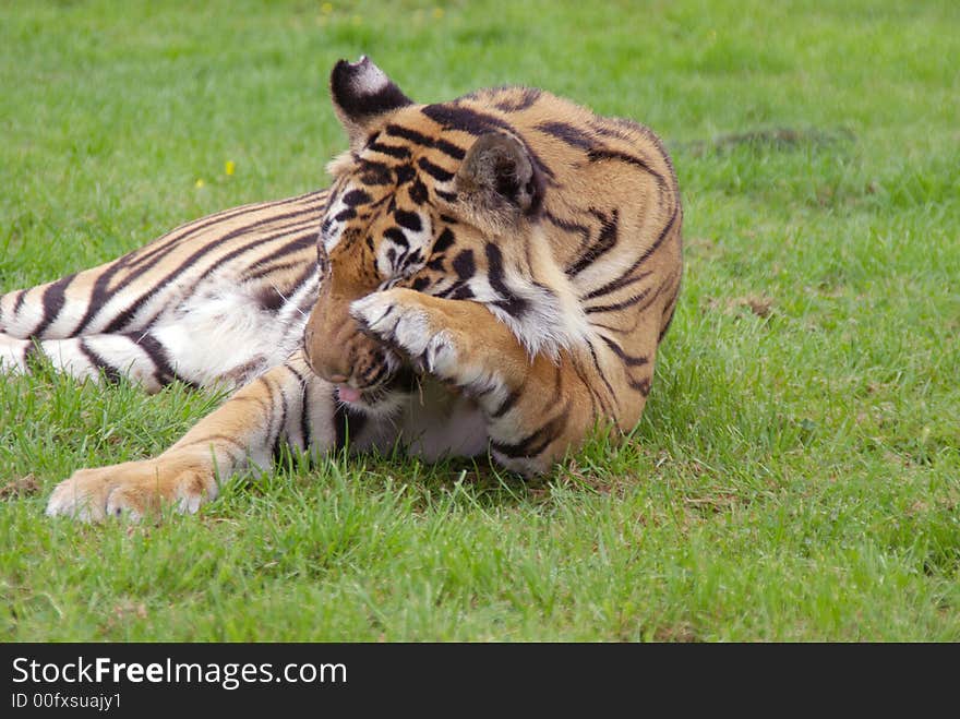 Samartran Tiger Washing his Face.