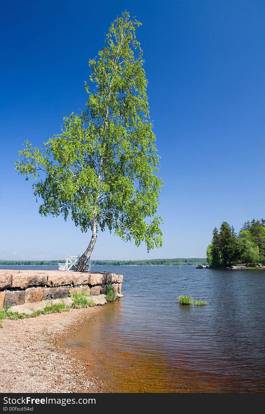 Lone birch on a gulf shore. Lone birch on a gulf shore