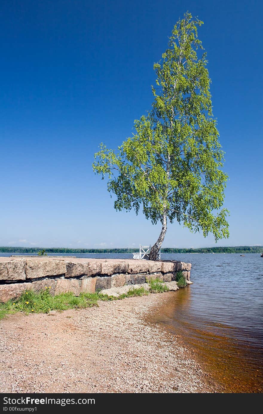 Lone birch on a gulf shore. Lone birch on a gulf shore