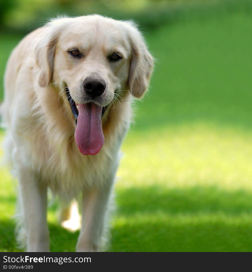 Golden retriever enjoying the sunshine in the park staring at the camera. Golden retriever enjoying the sunshine in the park staring at the camera.