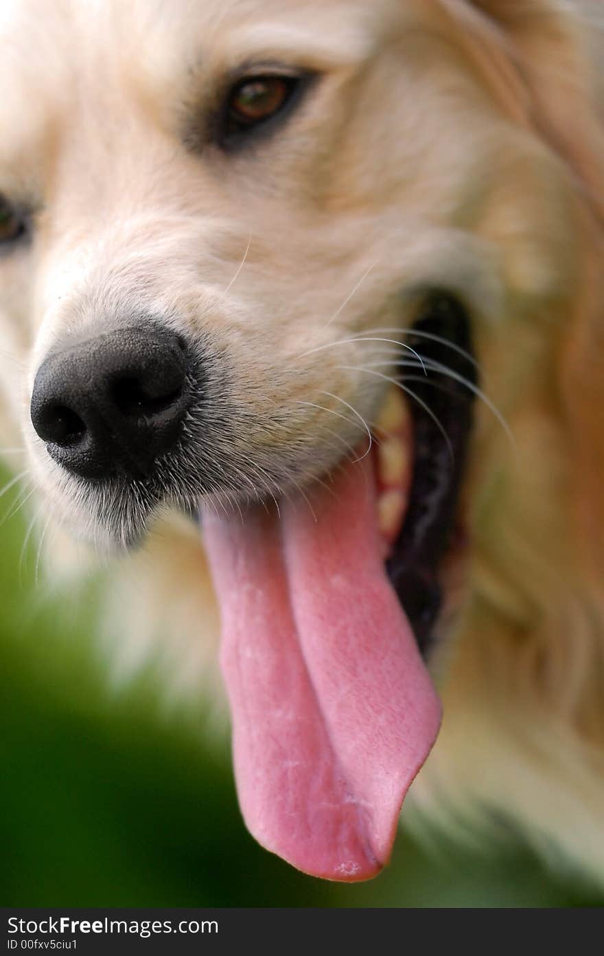 Close-up of a golden retriever - focus on nose. Close-up of a golden retriever - focus on nose