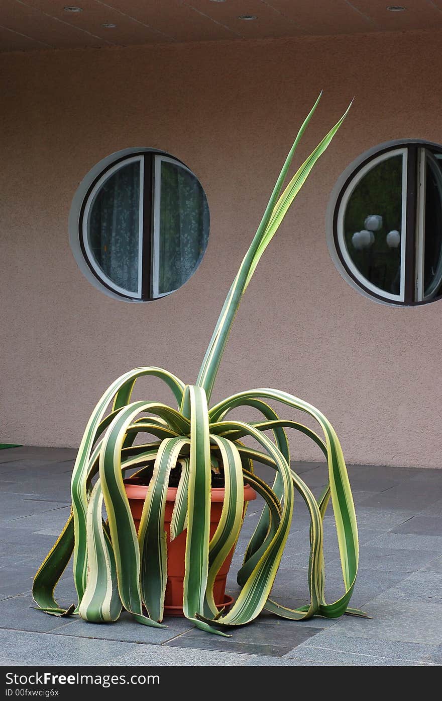 Big plant in the pot