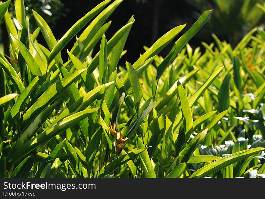 Big green leaf