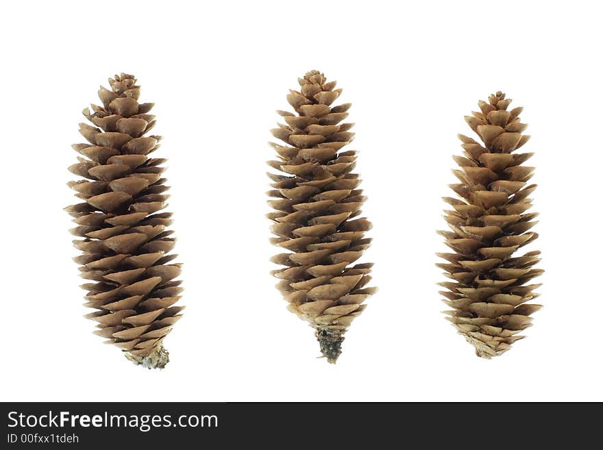 Close-up of fir Cone