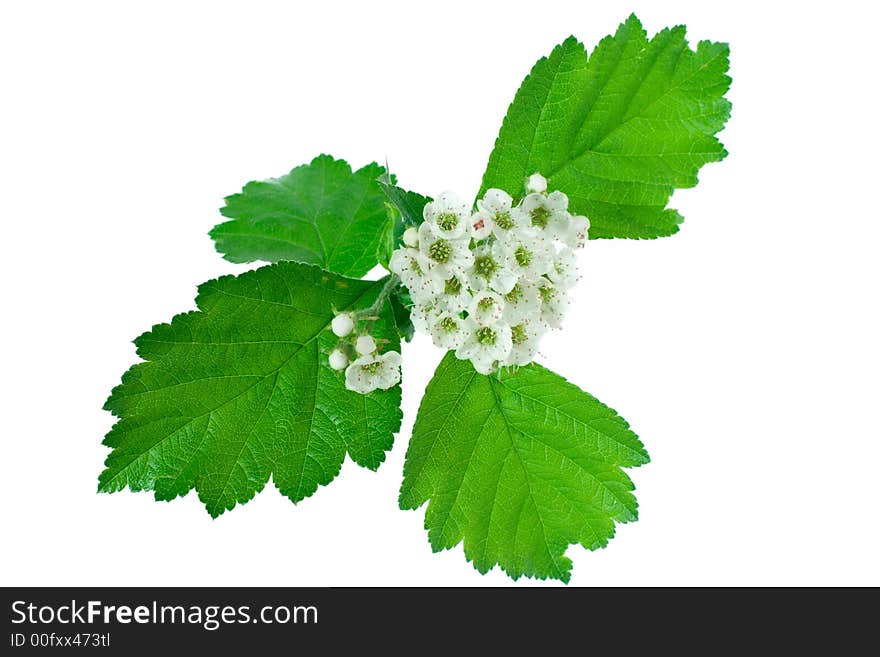 Inflorescence of white flowers isolated on white