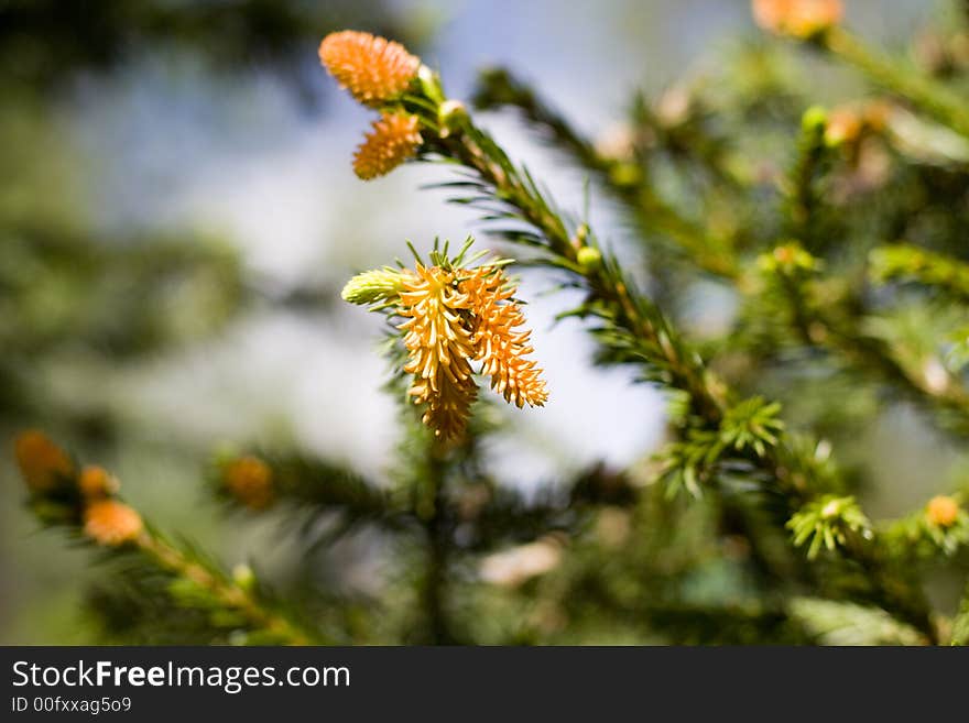 Fir Branches with orange pollen