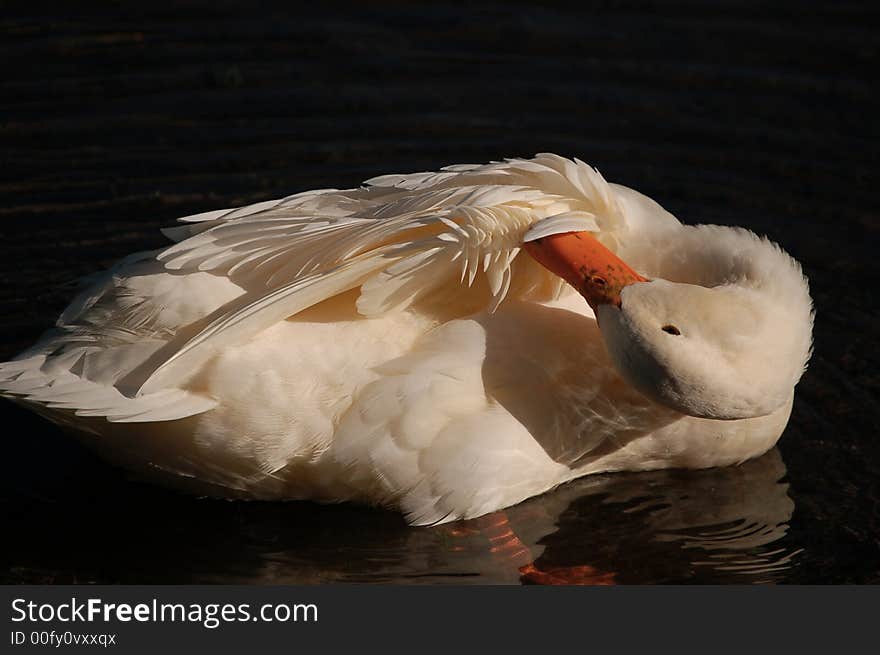 White Duck