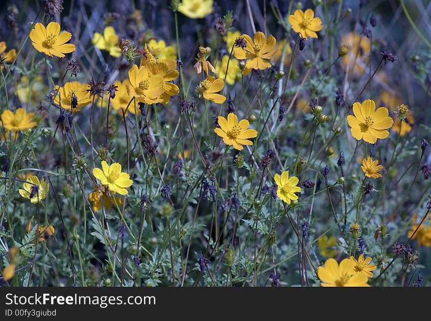 Wild Yellow Flowers Along the Road