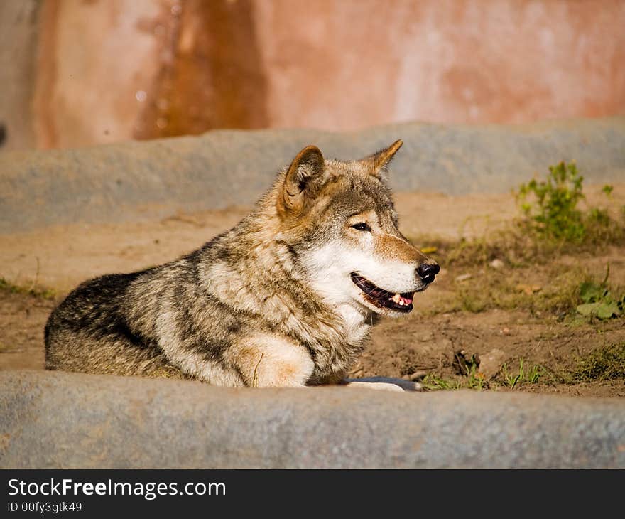 Smiling wolf in the Moscow zoo