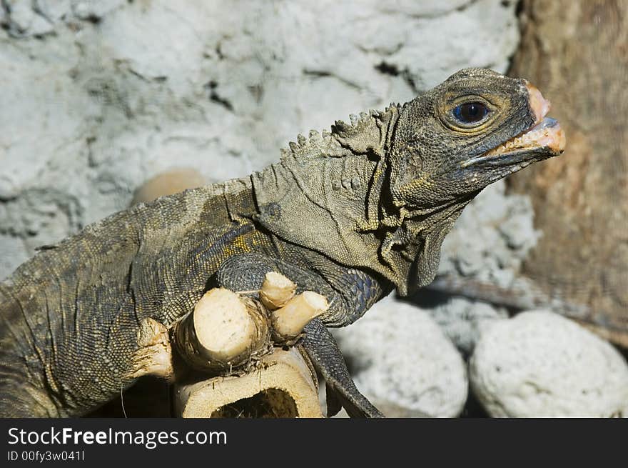 Monitor Lizard