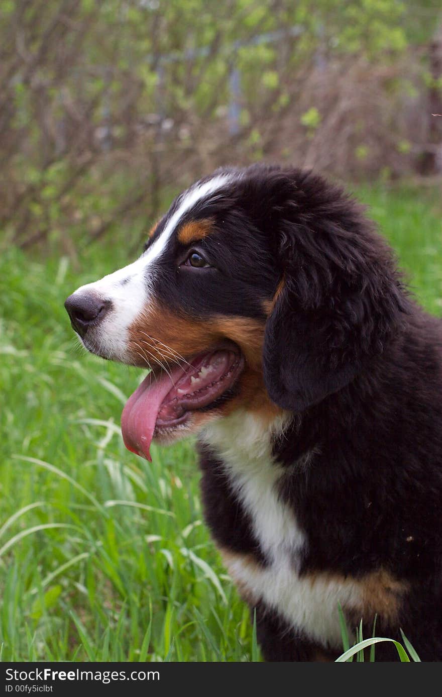 Portrait of the puppy Bernese mountain dog on walk.