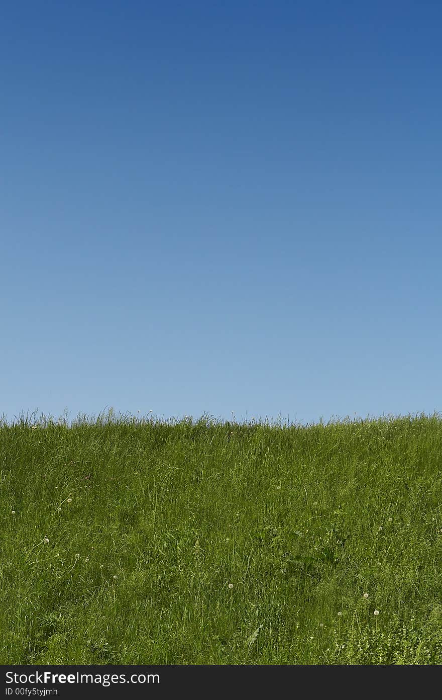 Green Grass Field and clear sky. Large copyspace in the sky. Green Grass Field and clear sky. Large copyspace in the sky.