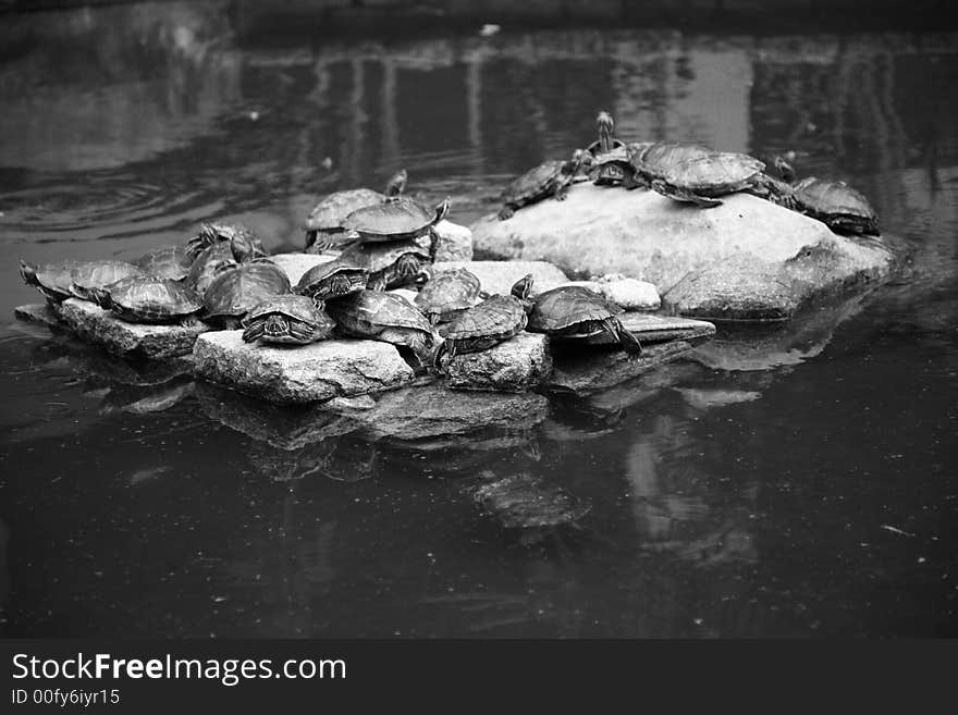 Group Of Turtles Sunbathing