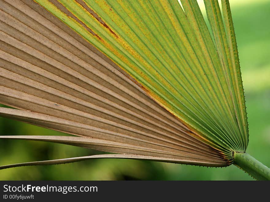 Green palm leaf