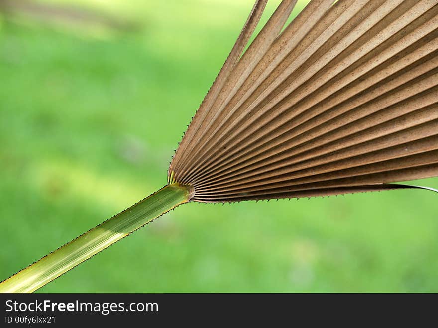 Dried palm leaf