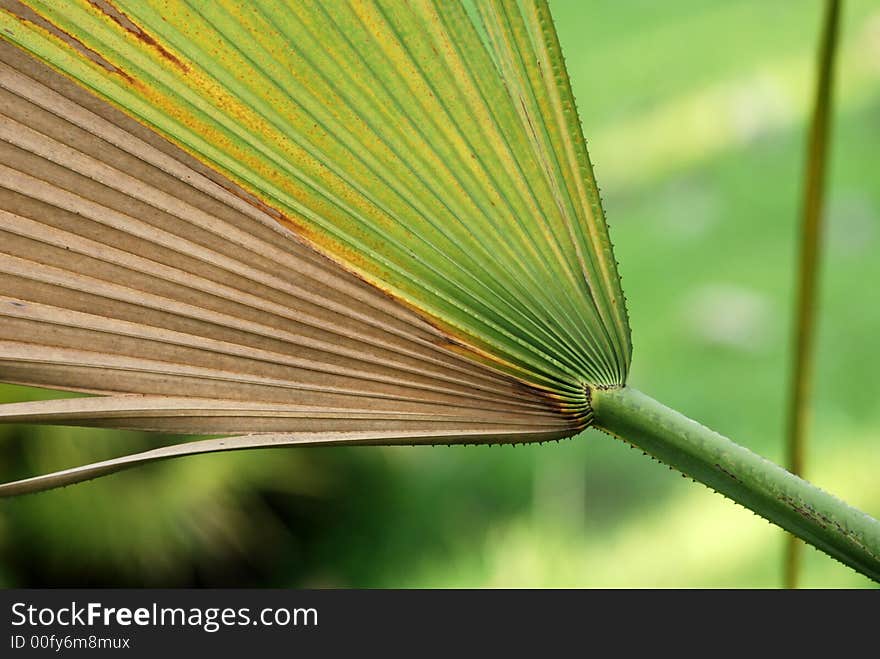 Dried palm leaf