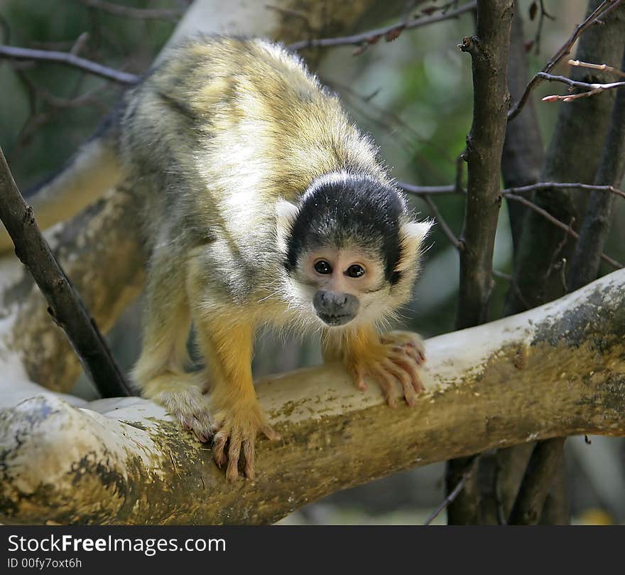 Common squirrel monkey 3