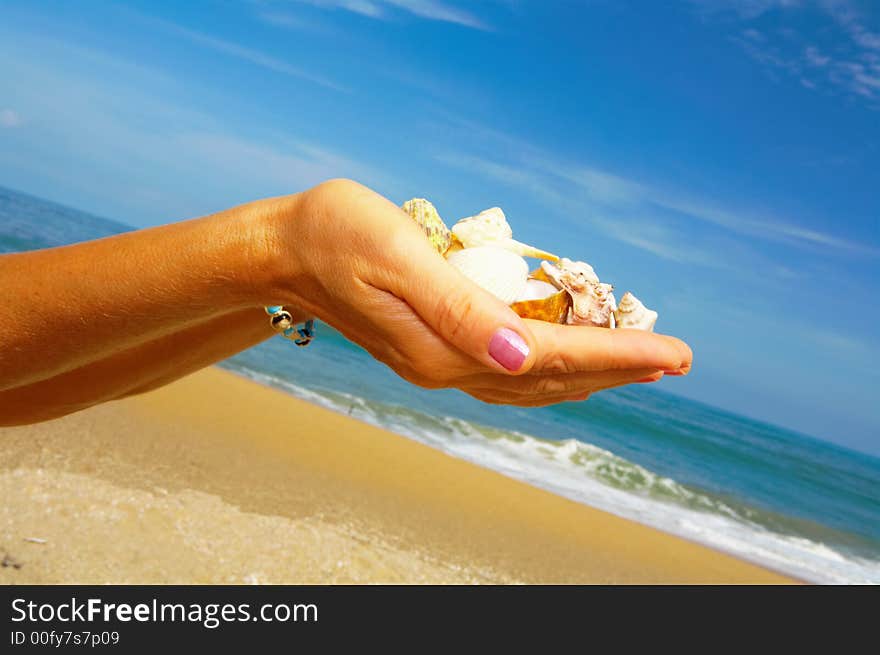 View of humans palms filled with some shells. View of humans palms filled with some shells