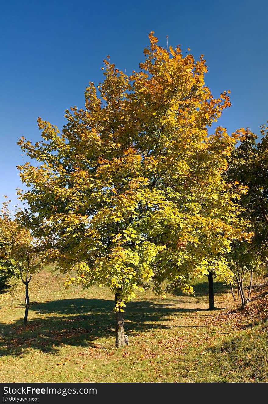 Autumn colorful maple under blue sky. Autumn colorful maple under blue sky